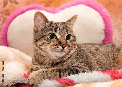 Cat lie On Pillow