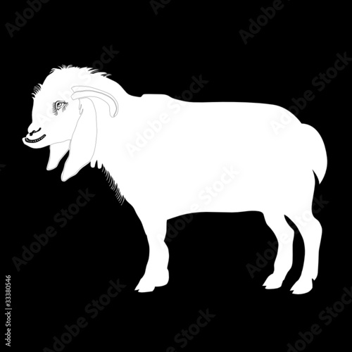 sheep vector illustration