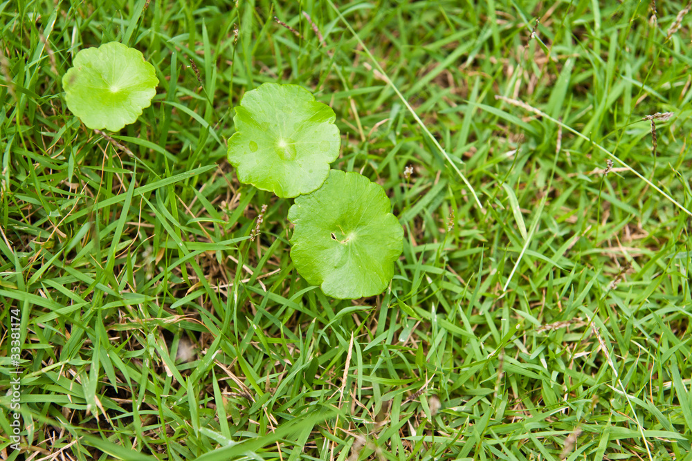 small lotus leaf small lotus leaf