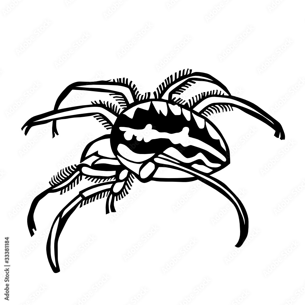 spider vector illustration spider vector illustration