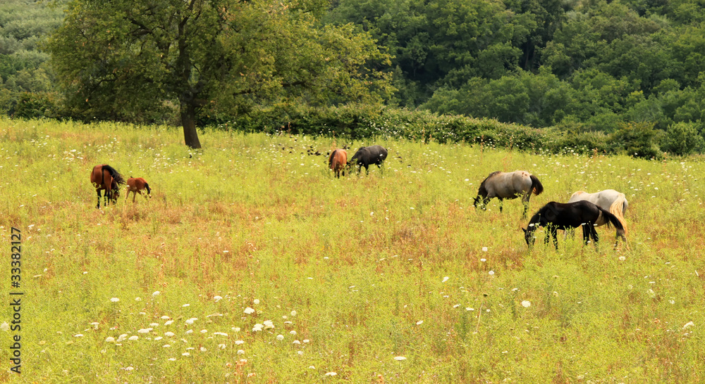 Horses