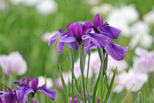 Fototapeta Naklejka Na Ścianę i Meble -  あやめの花