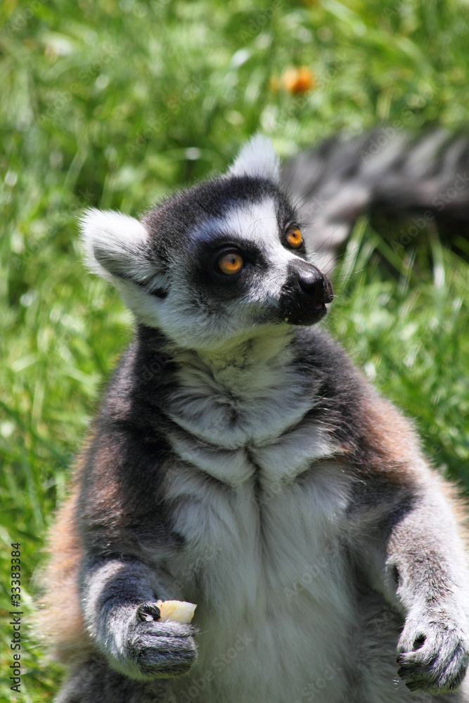 lemur monkey lemur monkey