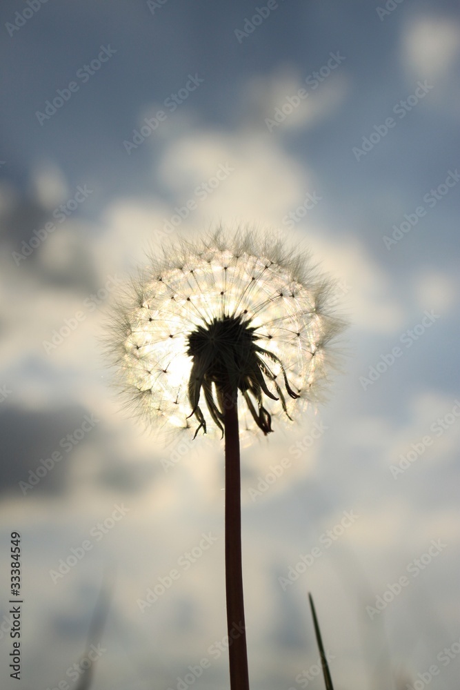 Obraz premium dandelion