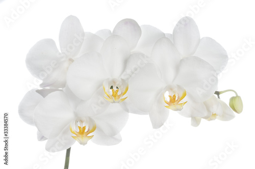 Fototapeta Naklejka Na Ścianę i Meble -  Beautiful orchid