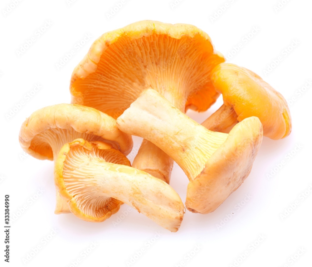 Pfifferlinge Pfifferlinge