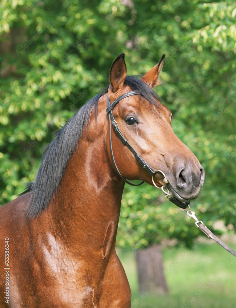 Obraz premium portrait of beautiful young bay stallion