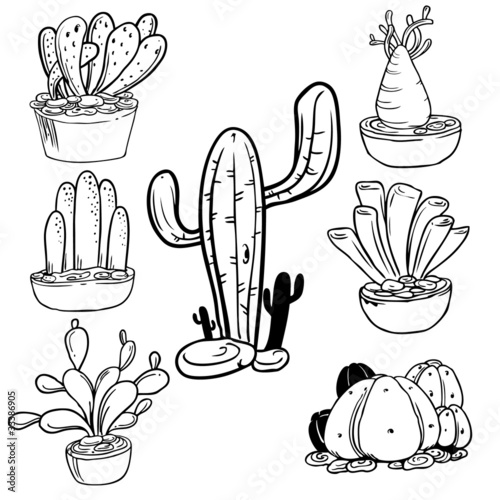cactus plants photo
