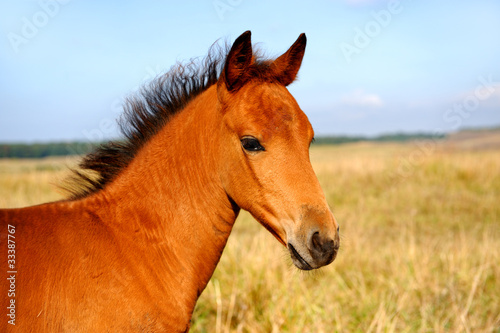 Horse