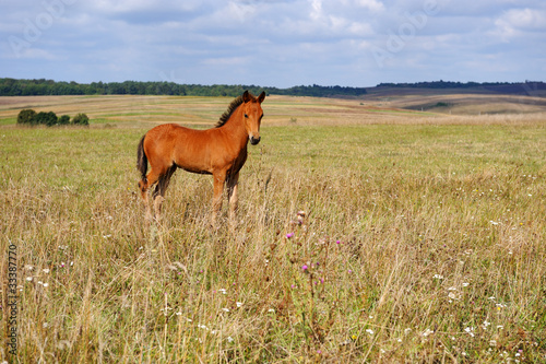 Horse
