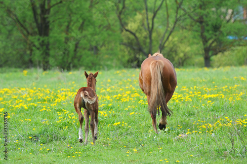 Horse