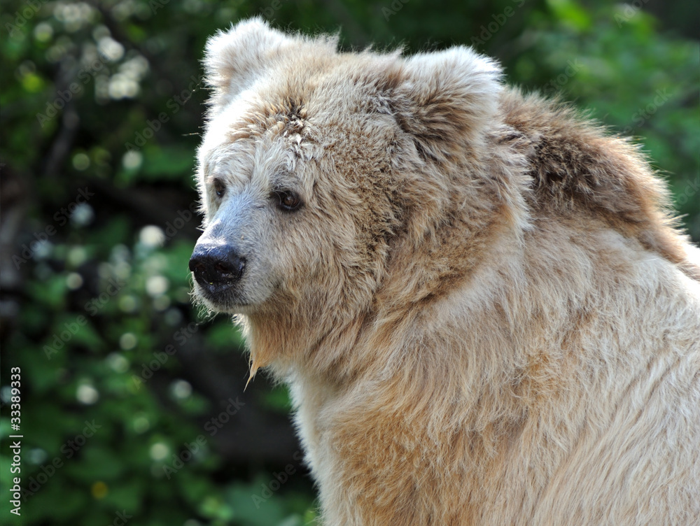 Obraz premium Portrait bear