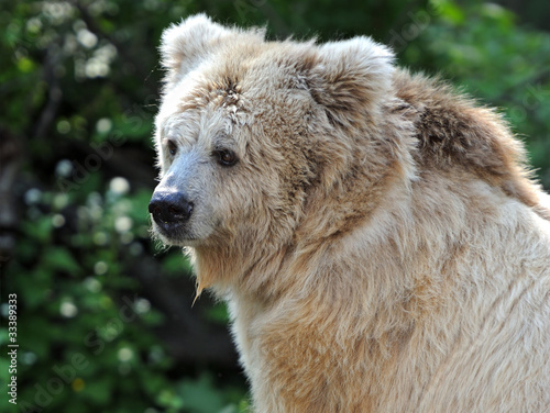 Portrait bear