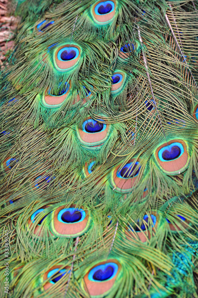 Fototapeta premium Pheasant