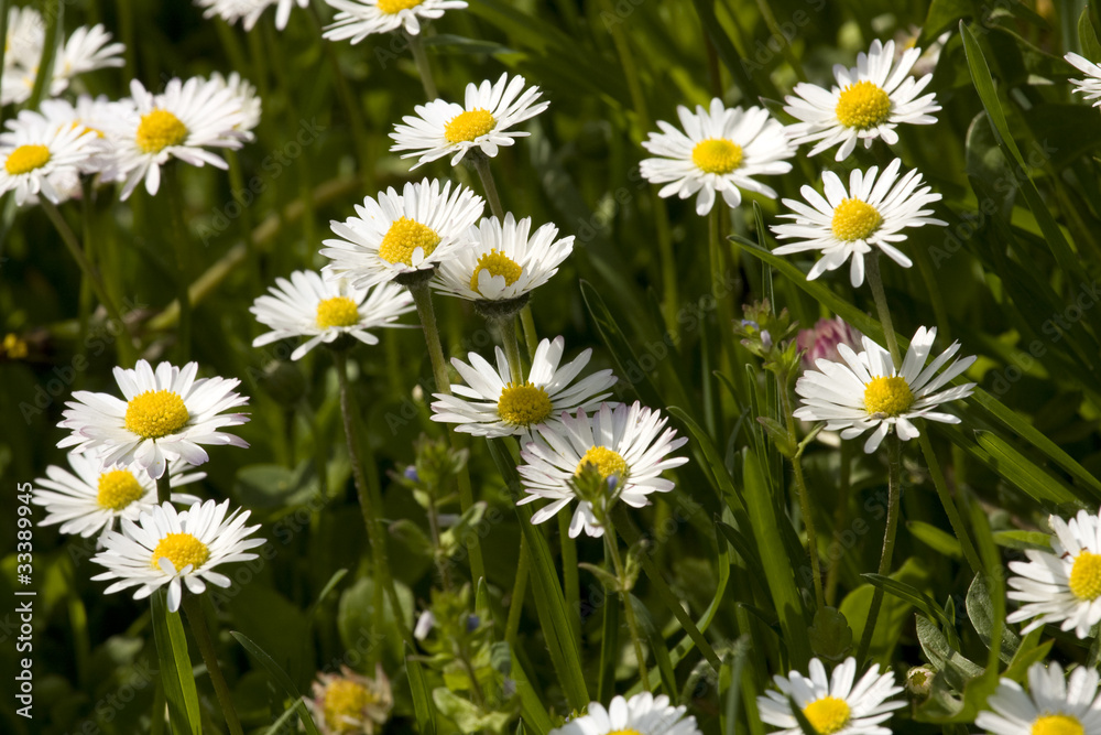 Fototapeta premium Grass with white daisies
