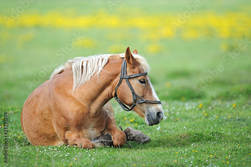 Horse