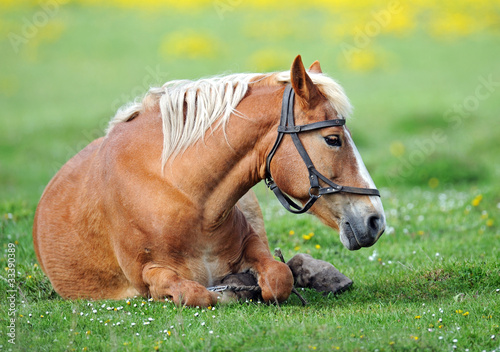Horse