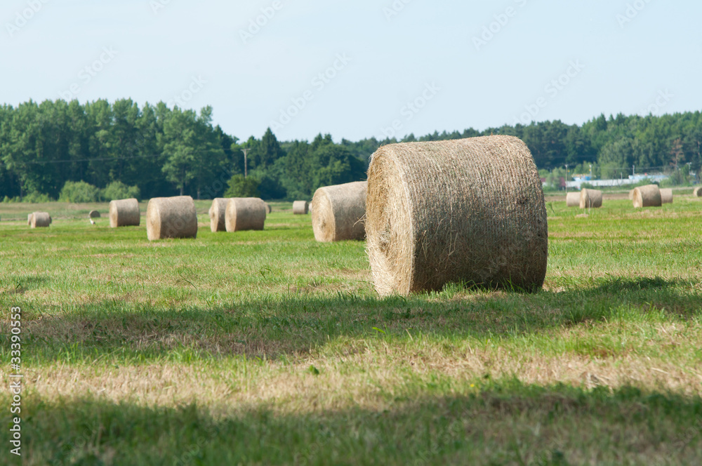 Straw rolls on farmer field in the summer Straw rolls on farmer field in the summer