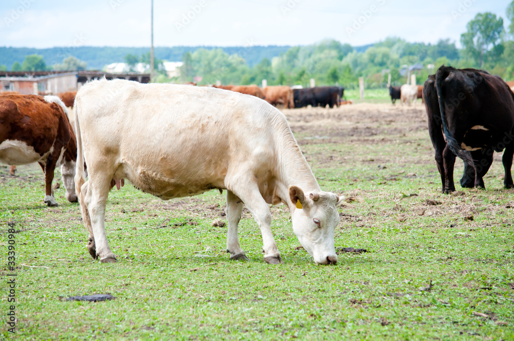white cow on the pasture white cow on the pasture