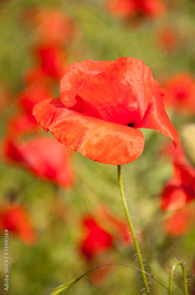 Obraz premium poppies on the meadow