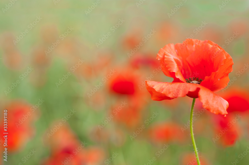 Fototapeta premium poppy on the meadow