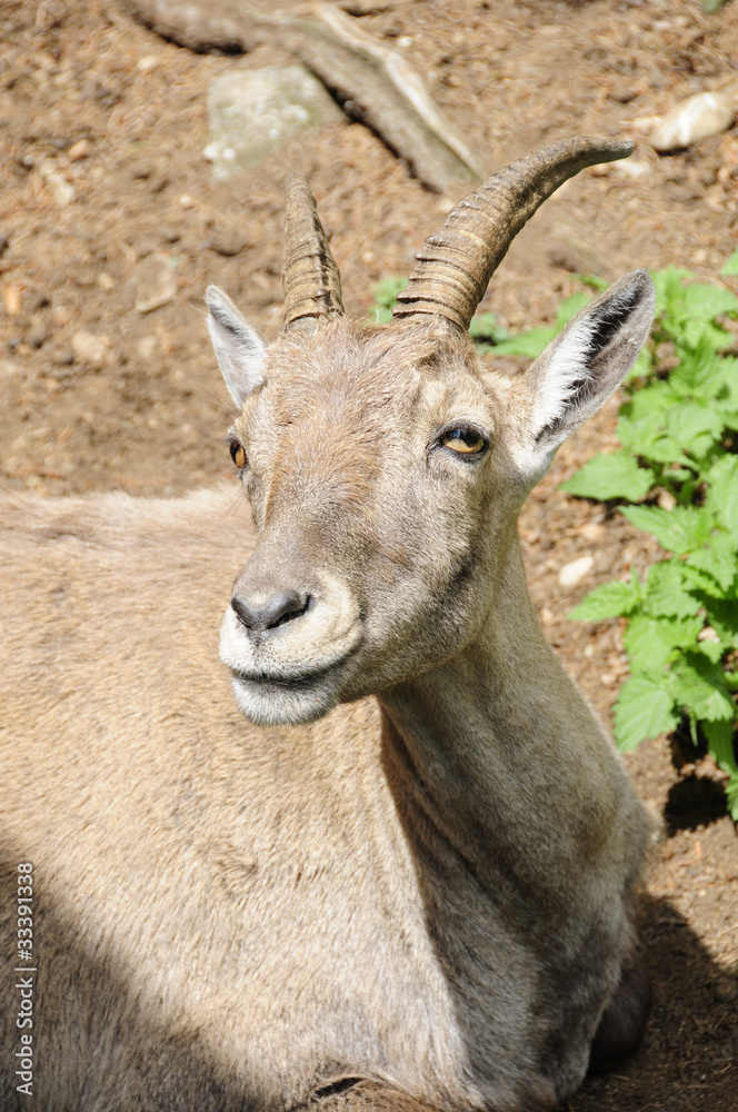 Fototapeta premium Steinbock