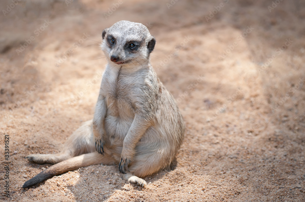 Suricate Suricate