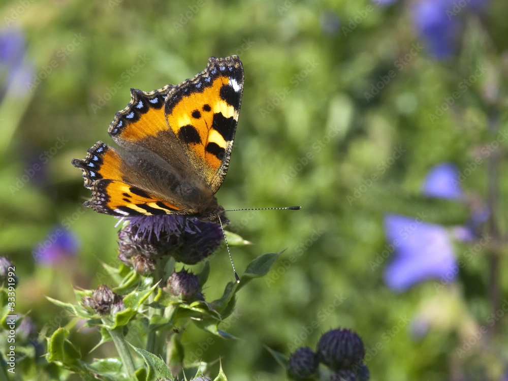 small tortoiseshell butterfly 3 small tortoiseshell butterfly 3
