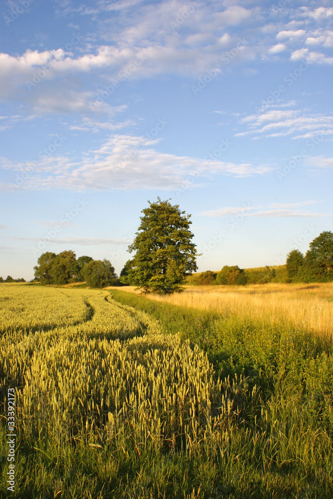 Fototapeta premium Weizenfeld