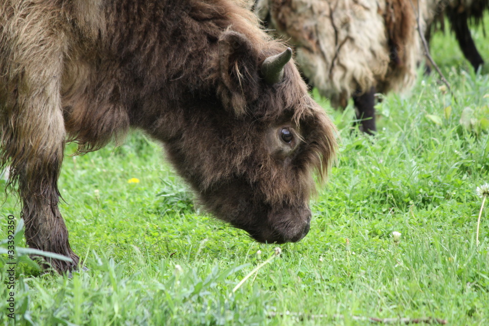 Long Haired Cattle (Highland)