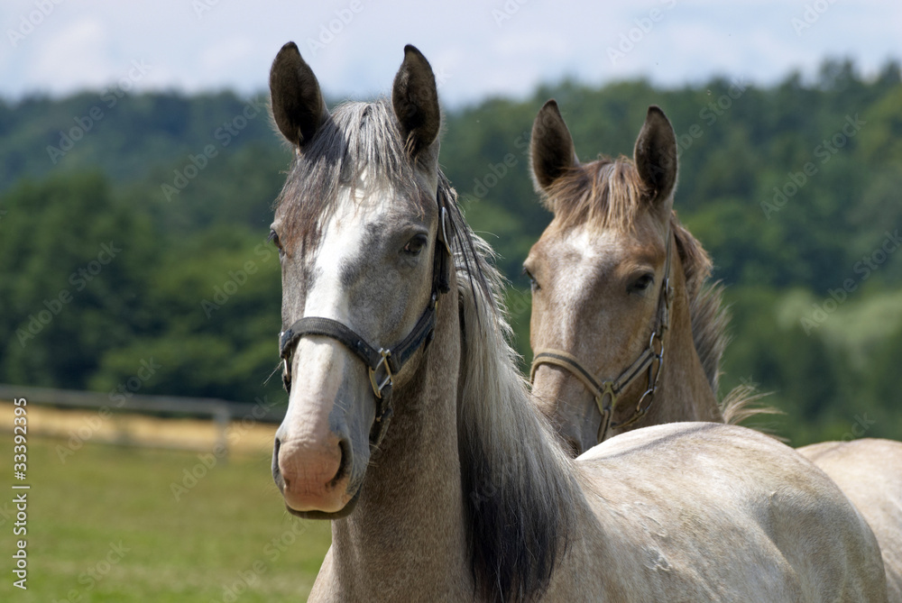 Fototapeta premium Horses
