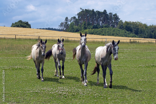 Horses © jaroslav