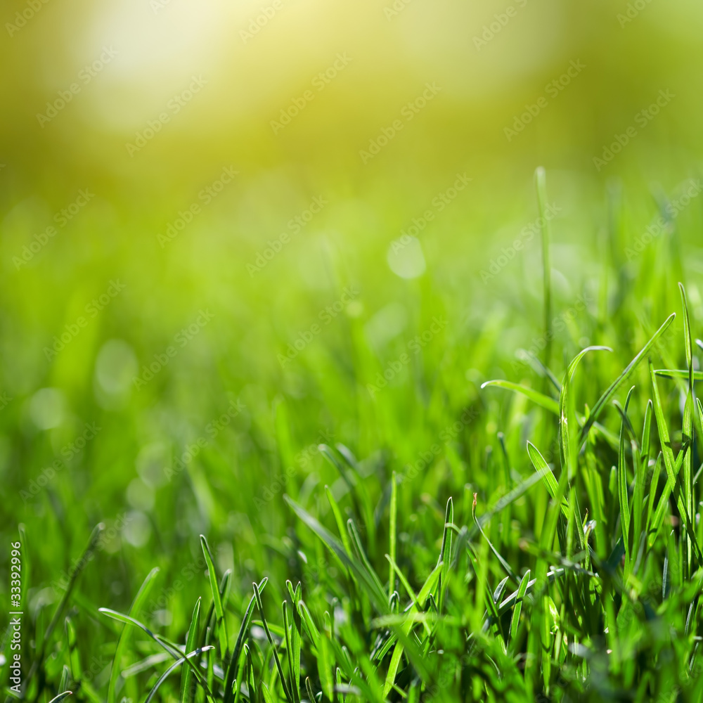 Fototapeta premium green grass background with sun beam