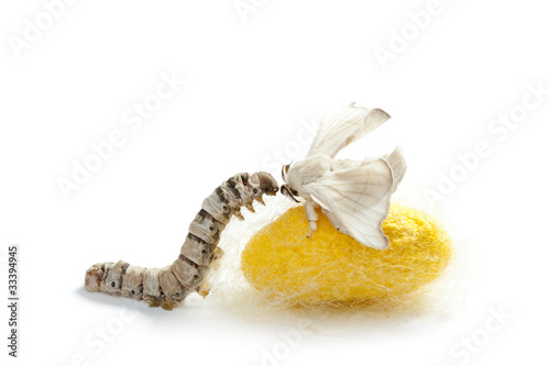 butterfly silkworm cocoon silk worm three stages photo