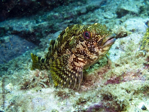 Kelpfish - Chironemus marmoratus photo