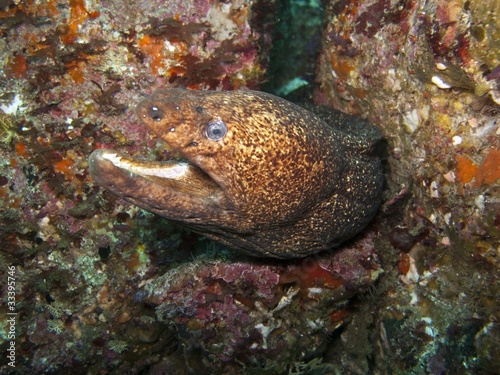 Mottled Moray - Gymnothorax obsesus