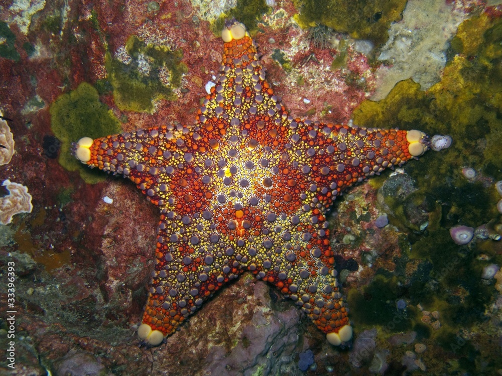 Firebrick Starfish - Asterodiscides truncatus Firebrick Starfish - Asterodiscides truncatus