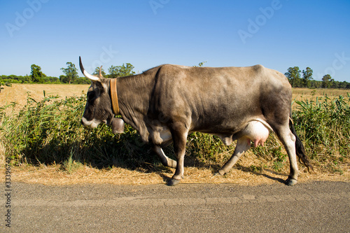 Mucca sulla strada