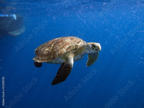 Turtle © diverstef