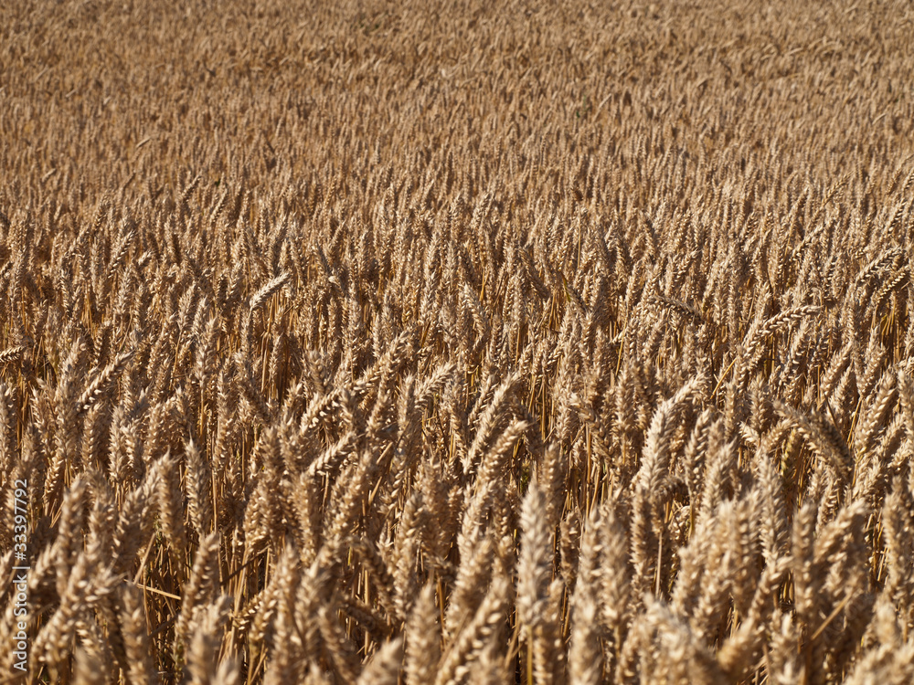 wheat land background wheat land background