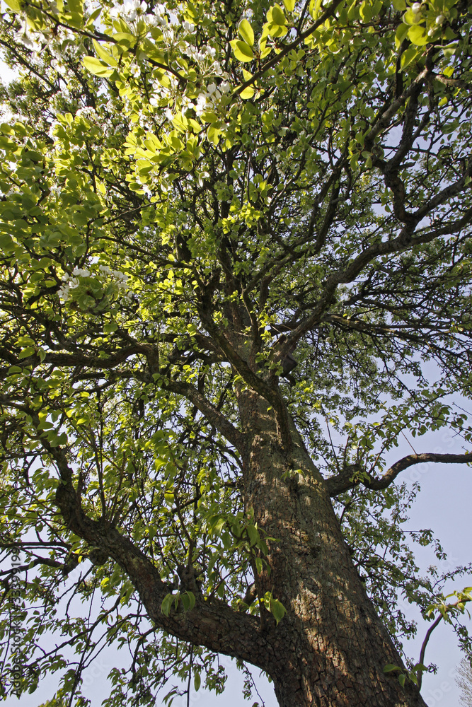 Fototapeta premium Kwitnąca grusza