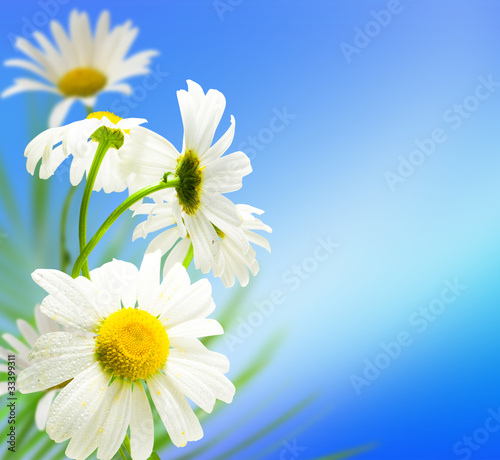 flowers daisywheels