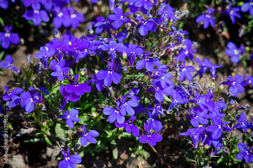The summer garden bed with violet flowers
