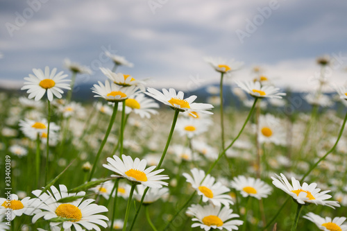 Beautiful daisies