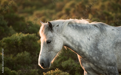 Fototapeta Naklejka Na Ścianę i Meble -  Beautiful close up of New Forest pony horse bathed in fresh daw