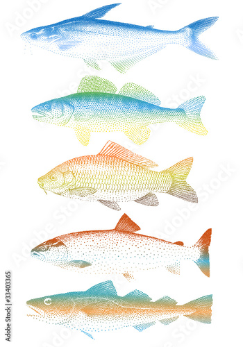set of colorful vector fishes © beaubelle