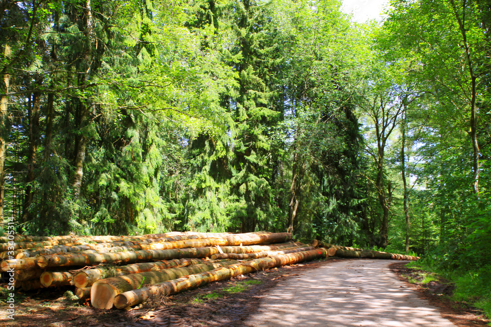 Fototapeta premium Der Wald