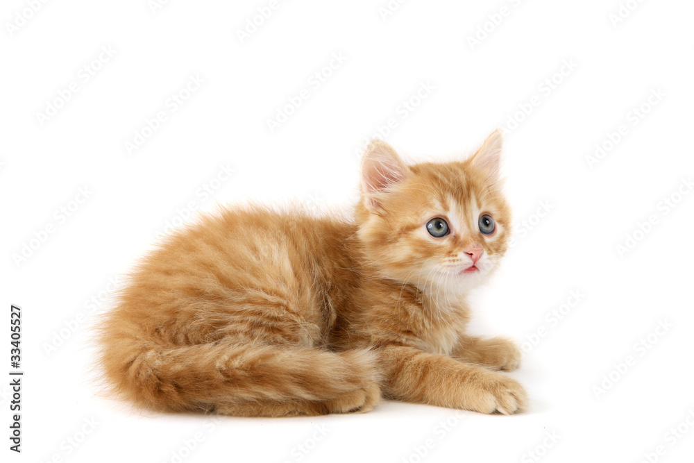 Obraz premium The red cat