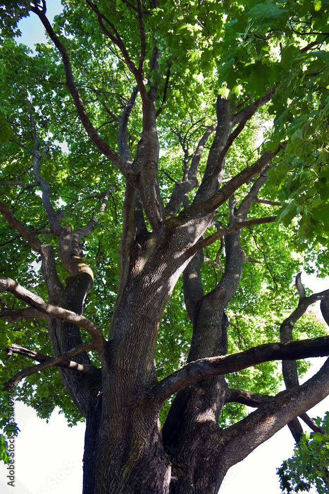Fototapeta premium Maple tree