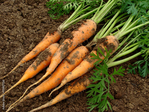 some carrots with tops on the ground